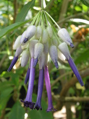 Iochroma calycinum