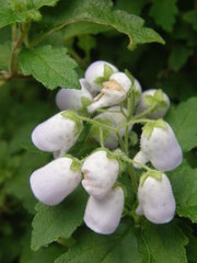Jovellana