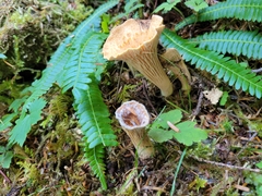 Turbinellus kauffmanii