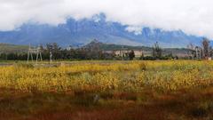 Leucadendron corymbosum