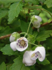 Jovellana