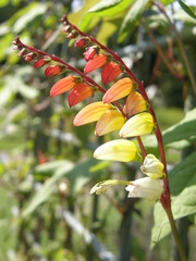 Ipomoea lobata