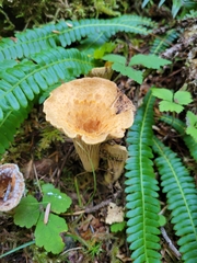 Turbinellus kauffmanii