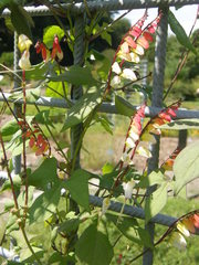 Ipomoea lobata