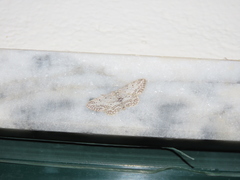 Idaea incisaria