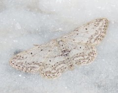 Idaea incisaria
