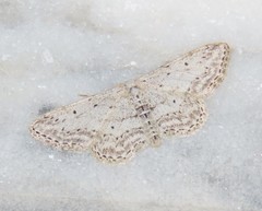 Idaea incisaria