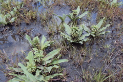 Eucomis autumnalis clavata