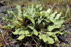 Eucomis autumnalis clavata