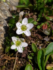 Arenaria biflora