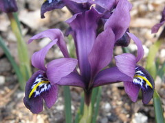 Iris histrioides