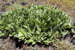 Eucomis autumnalis clavata