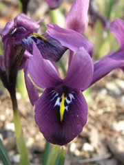 Iris histrioides