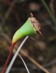 Lampranthus filicaulis