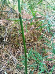 Guadua longifolia