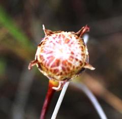 Lampranthus filicaulis