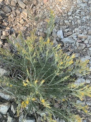 Ericameria discoidea