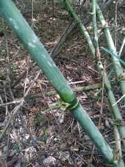 Guadua longifolia