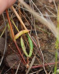 Lampranthus filicaulis
