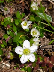 Arenaria biflora