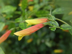 Justicia floribunda