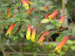 Justicia floribunda