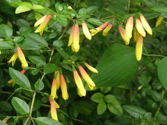 Justicia floribunda