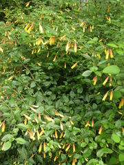 Justicia floribunda