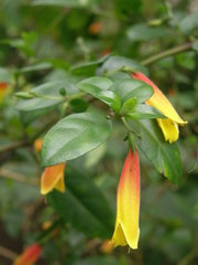 Justicia floribunda