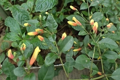 Justicia floribunda
