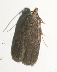 Glyphidocera juniperella