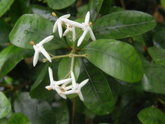 Ixora borboniae