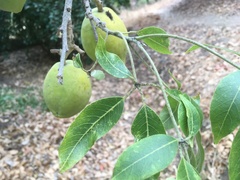 Casimiroa