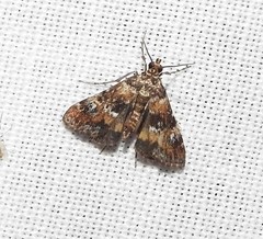 Elophila occidentalis