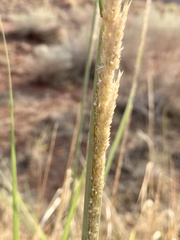 Sporobolus contractus