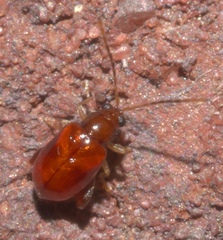 Longitarsus varicornis