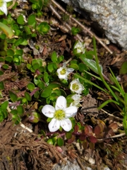 Arenaria biflora