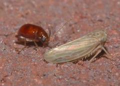 Longitarsus varicornis