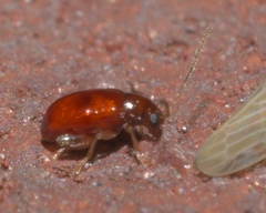 Longitarsus varicornis