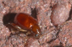 Longitarsus varicornis