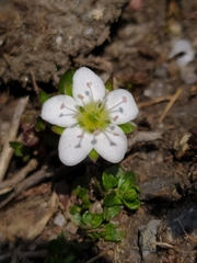 Arenaria biflora