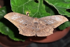 Dalima schistacearia