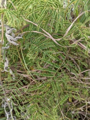 Senegalia berlandieri