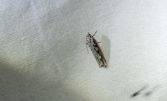 Ethmia semitenebrella