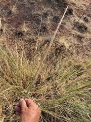 Sporobolus contractus