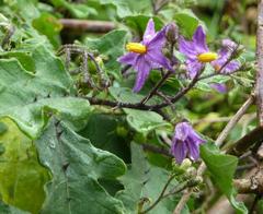 Solanum humile