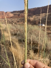 Sporobolus contractus