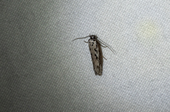 Ethmia semitenebrella
