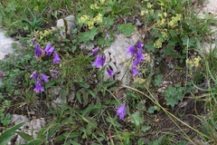 Campanula collina