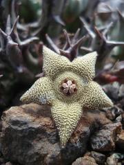 Orbea cooperi